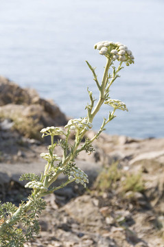 Wormwood開花