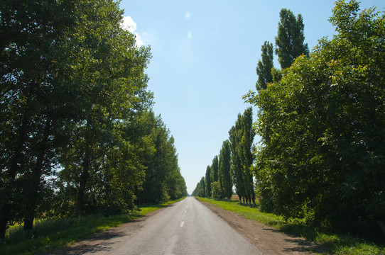 路樹