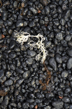 美麗的結構與海洋植物在火山黑海灘