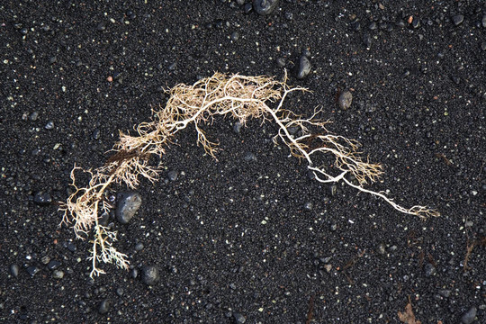 美麗的結(jié)構(gòu)與海洋植物在火山黑海灘