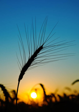 豐收場上的金色夕陽