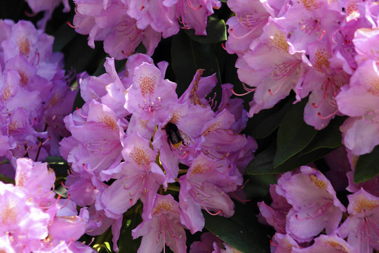 盛開(kāi)的杜鵑花