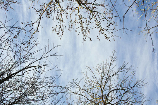 藍(lán)天與樹(shù)的王冠