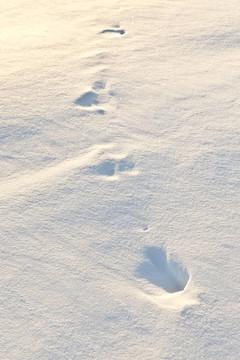 雪地上的腳步聲