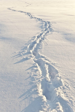 雪地上的腳步聲