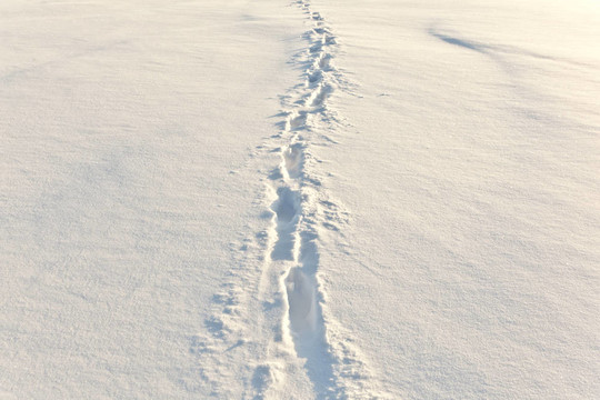 雪地上的腳步聲