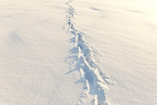 雪地上的腳步聲