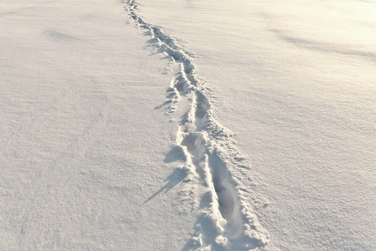 雪地上的腳步聲