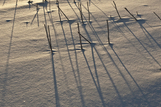 哈姆在雪地的影子