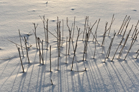 哈姆在雪地的影子
