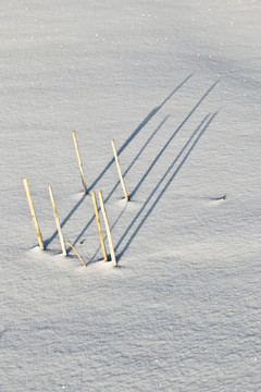 哈姆在雪地的影子