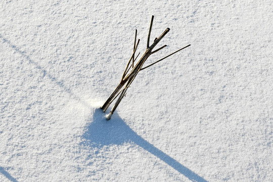 哈姆在雪地的影子