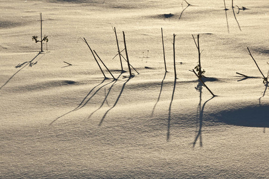 哈姆在雪地的影子