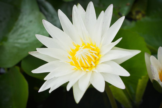 特寫白蓮花在湖