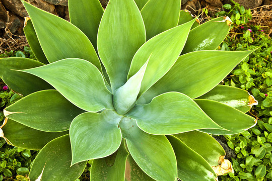 Aloe Vera的植物