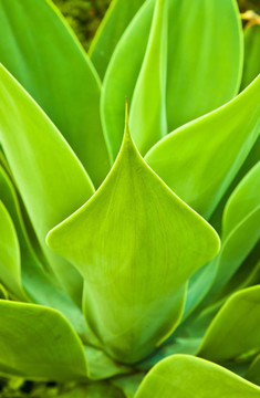Aloe Vera的植物