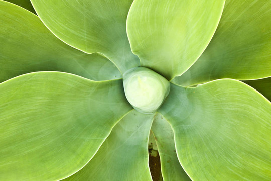 Aloe Vera的植物