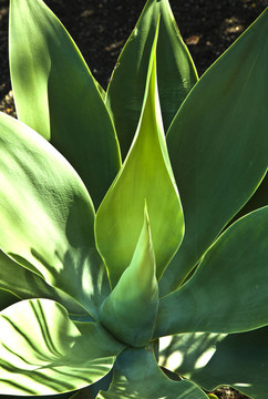 Aloe Vera的植物