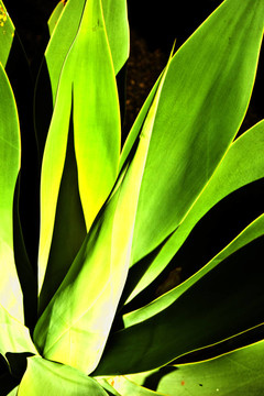 Aloe Vera的植物