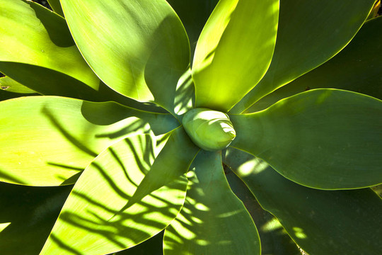 Aloe Vera的植物