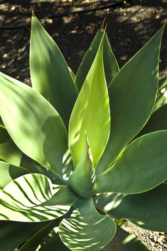 Aloe Vera的植物