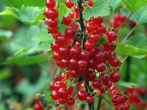紅醋栗
