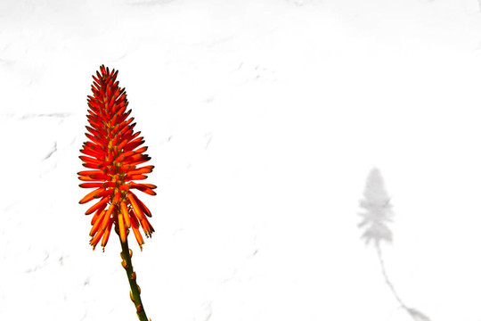 美麗的Aloe Vera flower