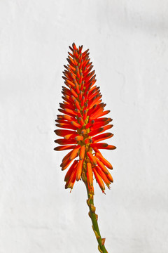 美麗的Aloe Vera flower