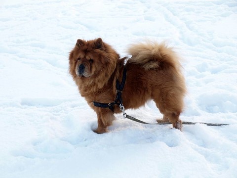 松獅犬