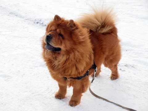 松獅犬
