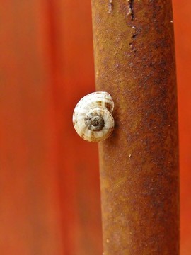 一只生銹的鐵條上的蝸牛