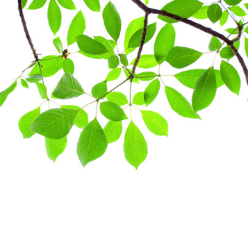 綠色的樹葉的樹枝。白色隔離