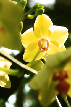 背面點(diǎn)燃的黃色蘭花