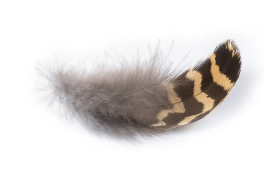 Perot grouse（花尾umbellus）