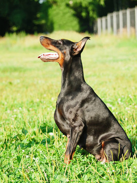 坐在漂亮的黑色杜賓犬