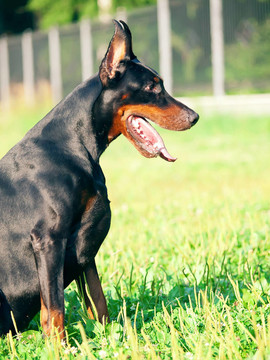 坐在漂亮的黑色杜賓犬