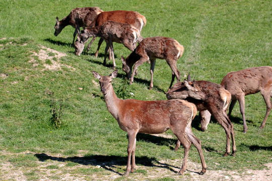 紅鹿（Cervus elaphus）