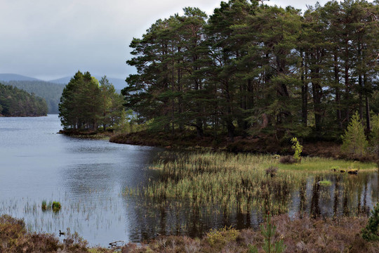 Loch Eilein的風景