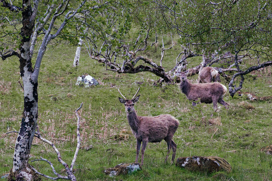 馬鹿（Cervus elaphus）