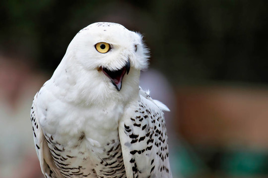 雪鸮（Bubo scandiacus）