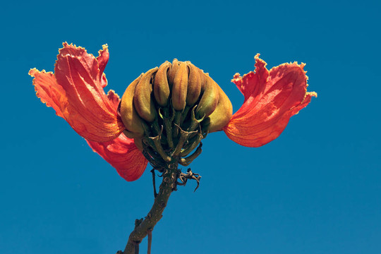 鳳凰木；華麗的樹；樹；花孔雀；Gulmohar Delonix regia