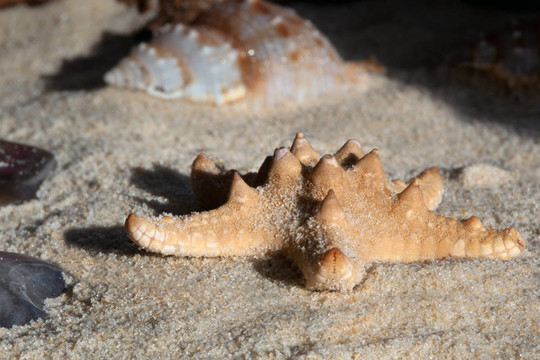 索尼海星