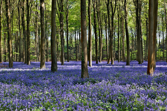 風(fēng)信子Wepham Woods