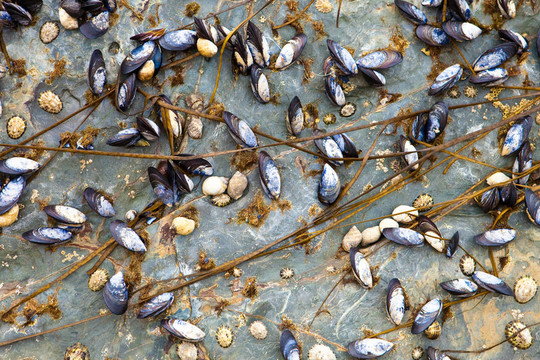 mussles和藤壺