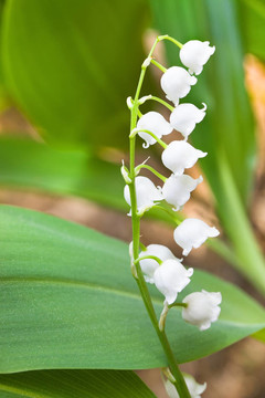 山谷百合花