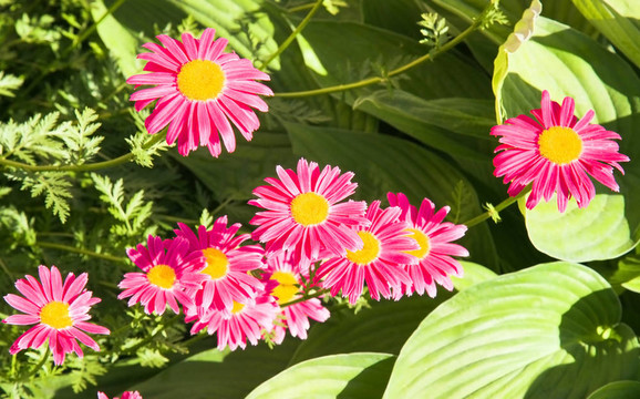 紅camomiles
