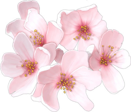 櫻花
