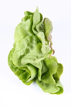 生菜