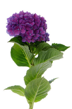 Lacecap Hydrangea（秦艽規(guī)范）