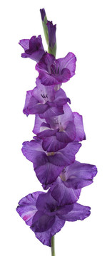 唐菖蒲